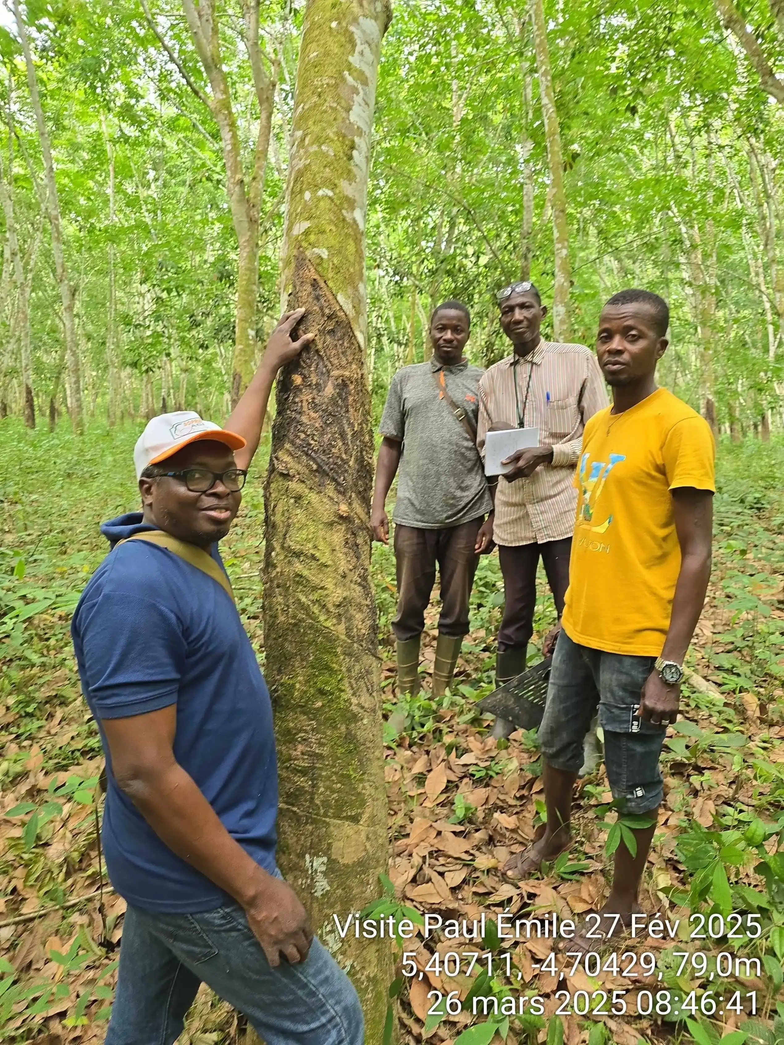 Gestion de plantation d'hévéa